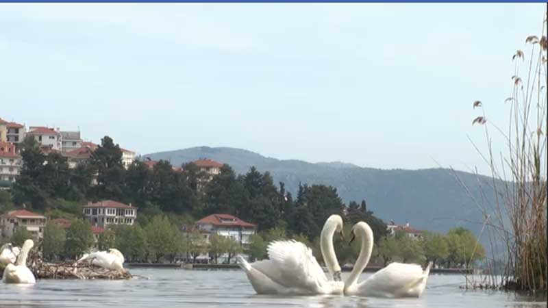 Έρωτας στη λίμνη της Καστοριάς (video)