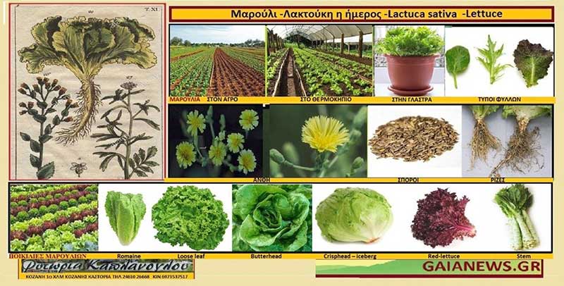 Μαρούλι – Καλλιέργεια – Διατροφικά οφέλη – Ιατροφαρμακευτικές ιδιότητες