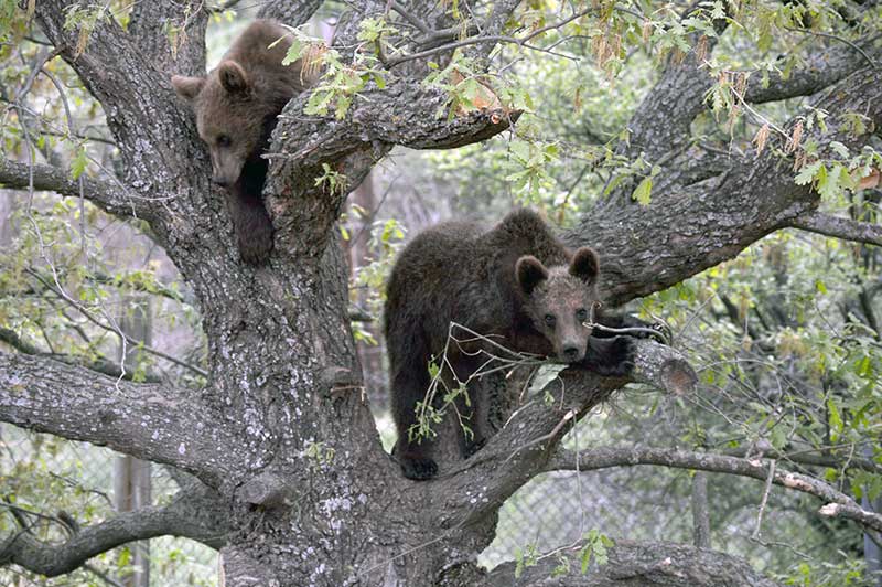 Γνωρίστε τις δύο ζωηρές αρκούδες, τη Μάσα και τον Μπρούνο στον Αρκτούρο