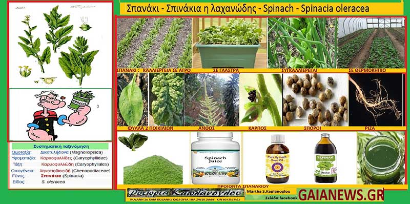ΣΠΑΝΑΚΙ Σπινάκια η λαχανώδης (Spinacia oleracea) Καλλιέργεια – Διατροφικά οφέλη Ιατροφαρμακευτικές ιδιότητες