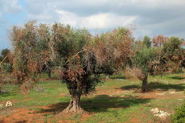 Ενημέρωση για τον επιβλαβή οργανισμό καραντίνας Xylella fastidiosa