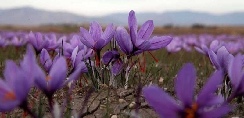 Για «εισβολή» ετοιμάζονται οι παραγωγοί κρόκου Κοζάνης