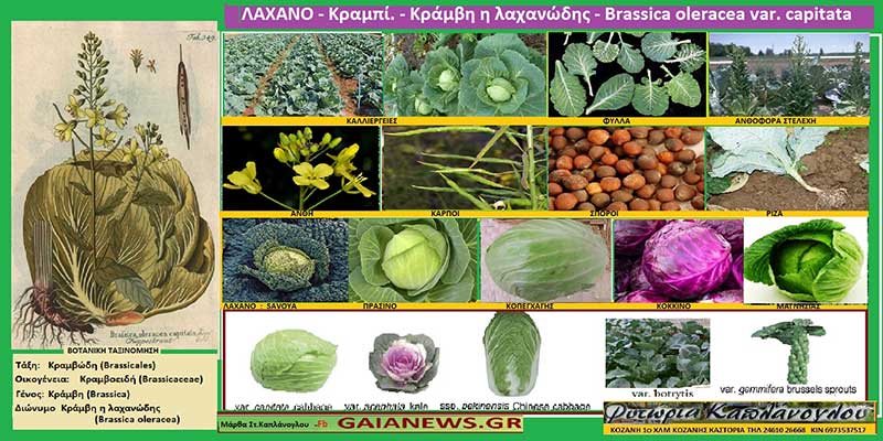 Λάχανο – Κραμπί – Κράμβη η λαχανώδης – Brassica oleracea var. capitata