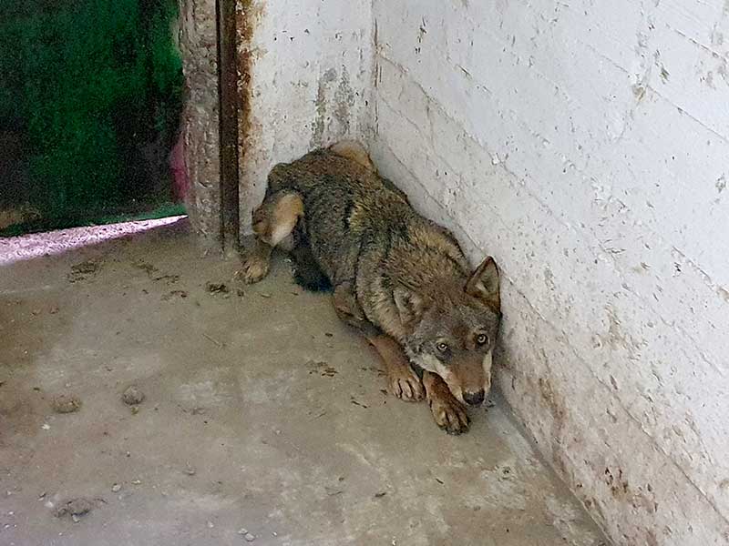 Η Ελισάβετ η λύκαινα που βρέθηκε καρφωμένη σε καγκελόπορτα αναρρώνει στο κτηνιατρείο του ΑΡΚΤΟΥΡΟΥ