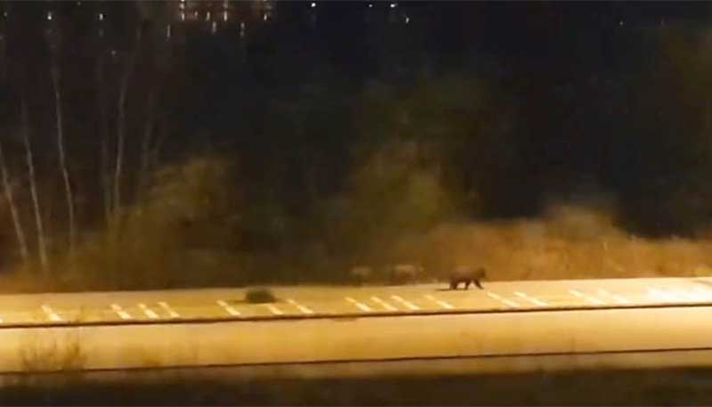 Αρκούδες κυκλοφορούν στην Καστοριά εν μέσω καραντίνας