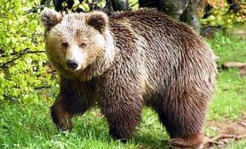 Λήψη διαχειριστικών μέτρων για την αντιμετώπιση της εμφάνισης αρκούδας στον περιαστικό ιστό της πόλης Κοζάνης του Δήμου Κοζάνης