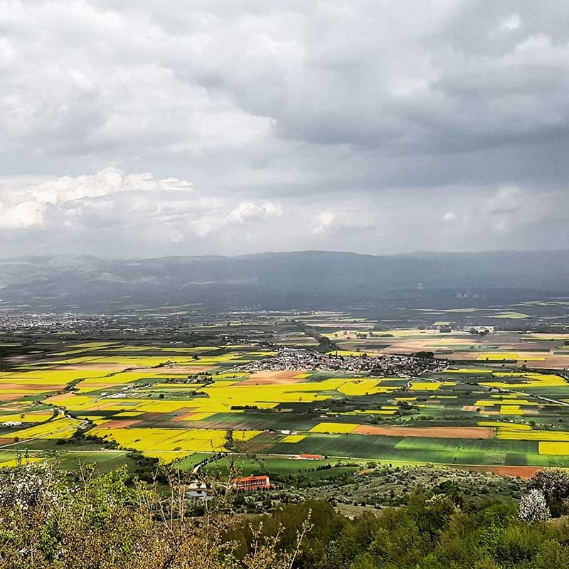 Βαμμένος στα κίτρινα ο κάμπος της Εορδαίας