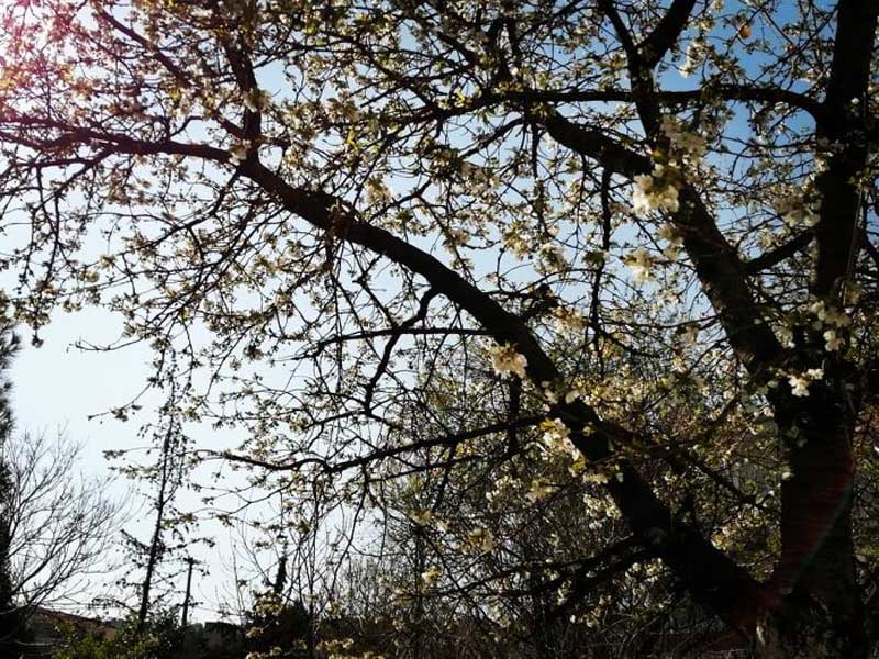 Φωτογραφία της ημέρας: Μια κερασιά στη γειτονιά (του Χρήστου Νατσιού)