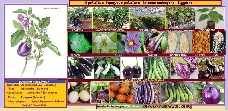 Μελιτζάνα – Eggplant – Solanum melongena – Στρύχνον η μελιτζάνα