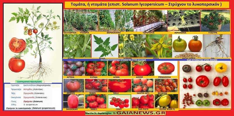 Τομάτα, ή ντομάτα (επιστ. Solanum lycopersicum – Στρύχνον το λυκοπερσικόν )