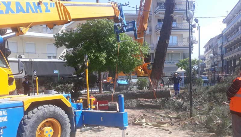 Πτολεμαΐδα: Κόβουν τα επικίνδυνα δένδρα στο Παλαιό Πάρκο-Προετοιμάζονται οι παιδικές χαρές