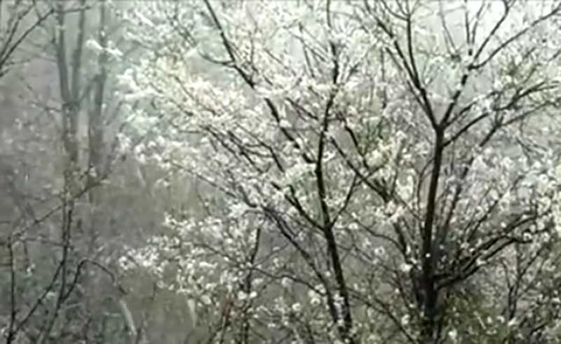 Χιόνι στο Νυμφαίο Φλώρινας – Δείτε το βίντεο