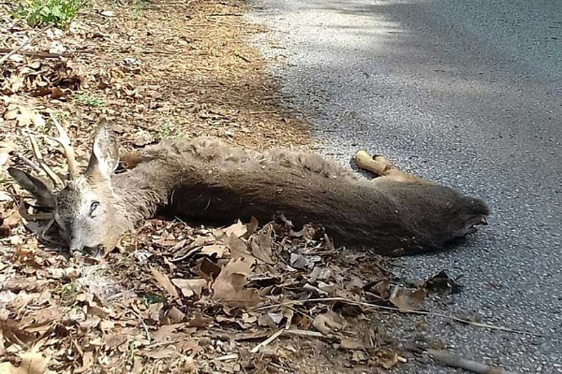 Νεκρό Ζαρκάδι από διερχόμενο αυτοκίνητο στο γύρο της λίμνης της Καστοριάς
