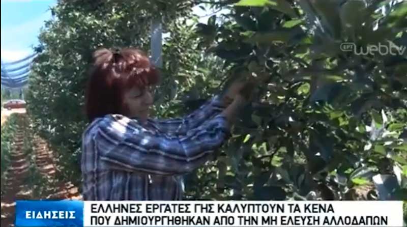 Έλληνες εργάτες γης καλύπτουν το κενό των ξένων εργατικών χεριών σε Πύργους και Μεσόβουνο ακόμα και από άλλους νομούς