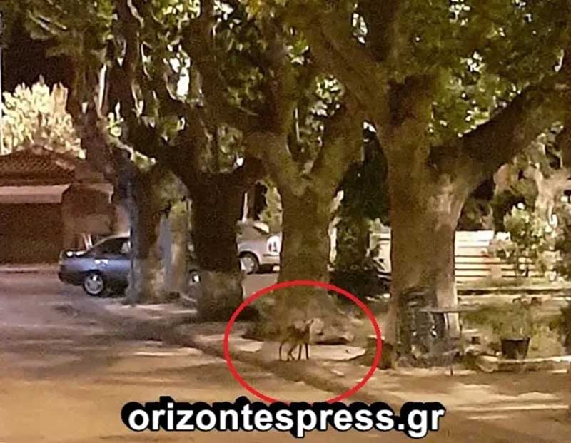 Καστοριά: Αλεπού “κόβει” βόλτες στην πλατεία Φαν Βλητ! (Φωτογραφίες + Βίντεο)