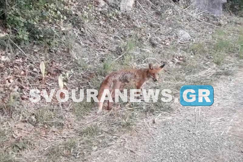Καστοριά: Πονηρή αλεπού «βγήκε» για γυρολιμνιά