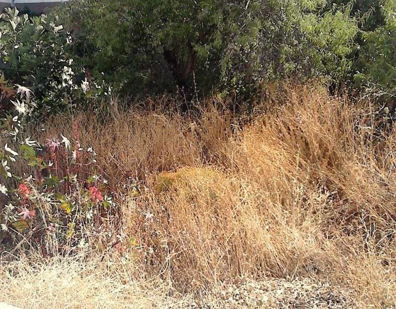 Δήμος Κοζάνης: Με μέριμνα των ιδιοκτητών ο καθαρισμός των οικοπέδων