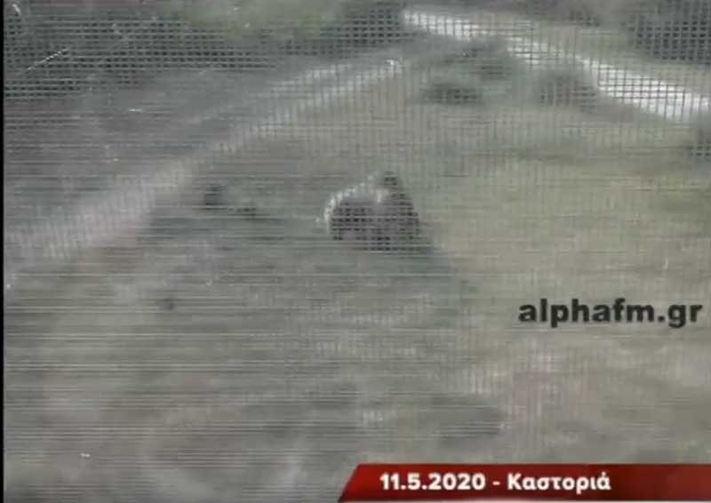 Η αρκούδα με τα “μικρά” της δίπλα από σπίτια στην Καστοριά. Μέσα στον αστικό ιστό της πόλης αρκούδες σκορπούν τον τρόμο