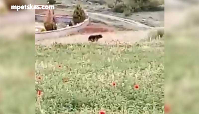 Νέα εμφάνιση τεράστιας αρκούδας στη Λεύκη Καστοριάς