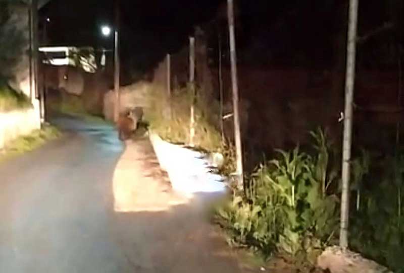 Αρκούδα κάνει βόλτες μέσα στο … Λέχοβο! video