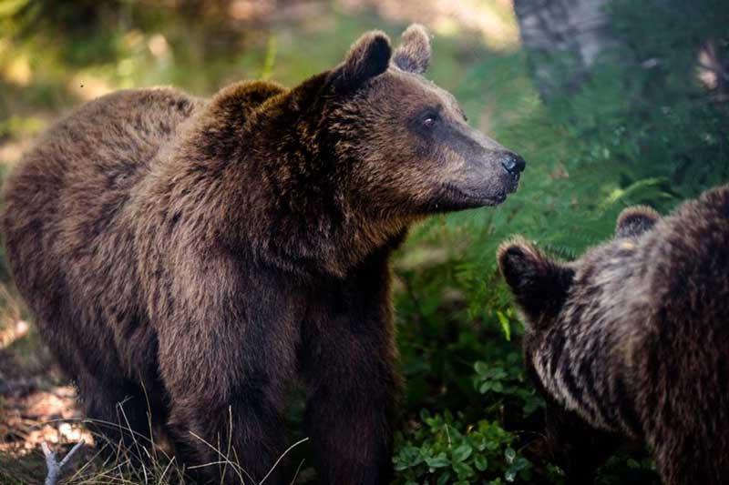 Ανοίγουν και πάλι για τους επισκέπτες τα καταφύγια του “Αρκτούρου”