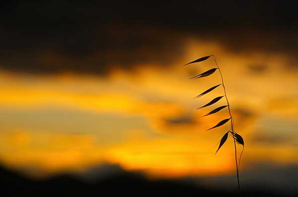 Wildflower figures at sunset…..Ράχη-τσαγκάρη Αιανή- Του Δάλλη Γρηγόρη
