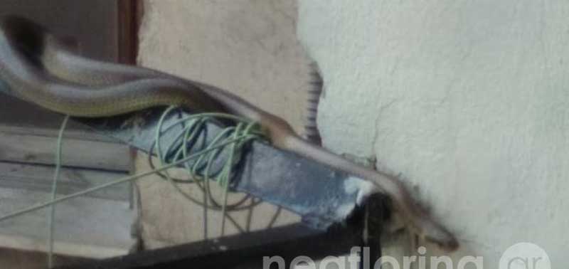 Φλώρινα: Φίδι εμφανίστηκε σε μπαλκόνι πολυκατοικίας