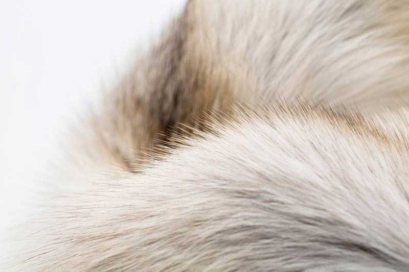 Saga Furs: Δημοπρασία Σεπτεμβρίου