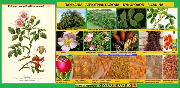 Φυτά στους αγρούς και τους κήπους της παλιάς Κοζάνης-Τα γκόγκανα & η γκογκανιά (αγριοτριανταφυλιά-κυνόροδον-R.Canina)