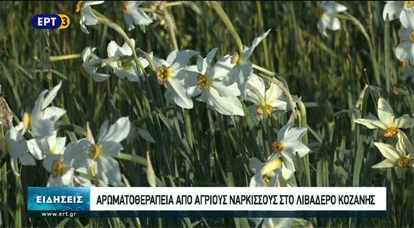 Τα τριαντάφυλλα του Λιβαδερού, οι άγριοι νάρκισσοι σε ρεπορτάζ της ΕΤ 3- Στόχος η συστηματική καλλιέργεια του φαρμακευτικού φυτού