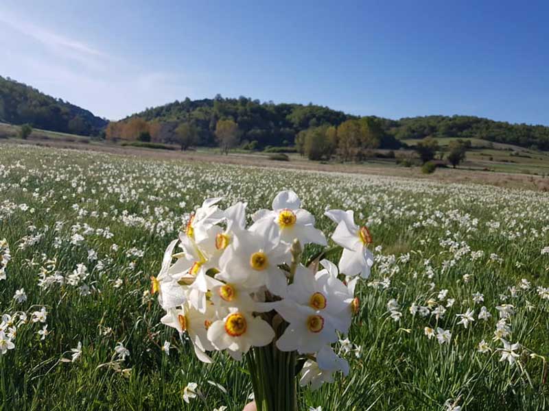 Η ανάδειξη των λιβαδιών του Λιβαδερού με τους σπάνιους νάρκισσους