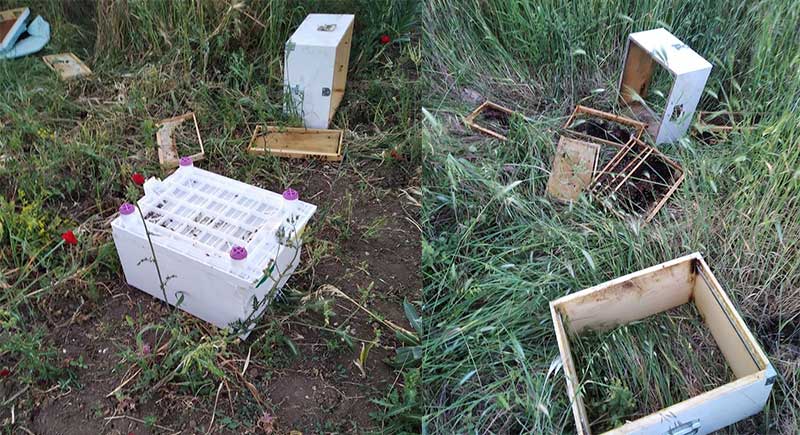 Ζημιές σε μελίσσια στην Κερασιά Κοζάνης από αρκούδα
