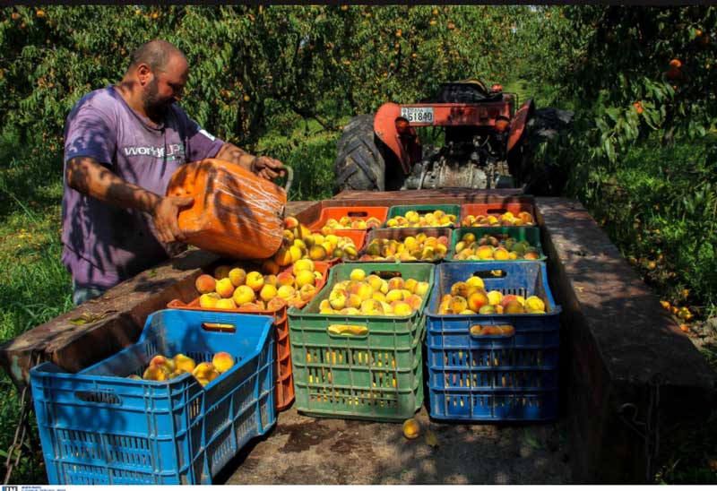 120 άτομα από το νομό Κοζάνης εργάζονται στις ροδακινιές της Βέροιας – Στα χωράφια μετά από 30 χρόνια Έλληνες εργάτες