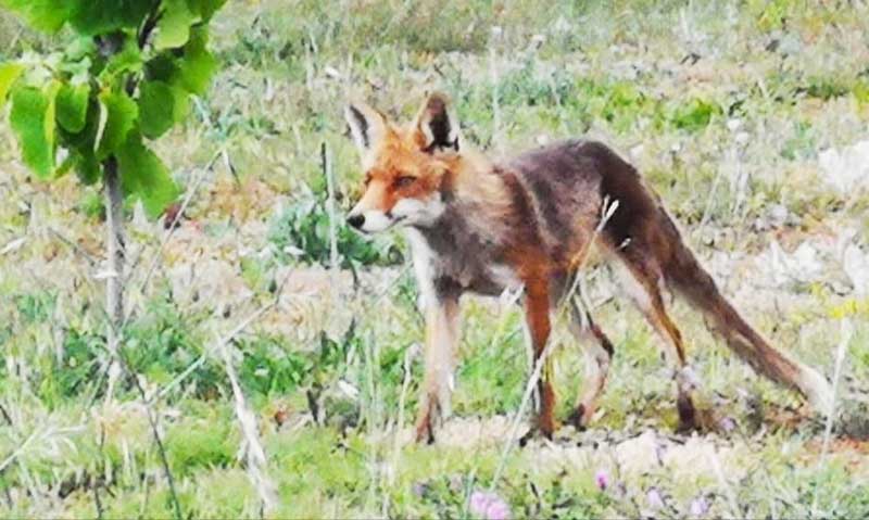 “Επίσκεψη” αλεπούς σε κτήμα στο Σιόποτο