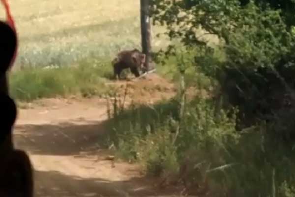 Μία μεγαλόσωμη αρκούδα στο Άργος Ορεστικό (Φώτο)