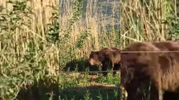 Καστοριά: Αρκούδα κόβει βόλτα στο Τοιχιό – Βίντεο