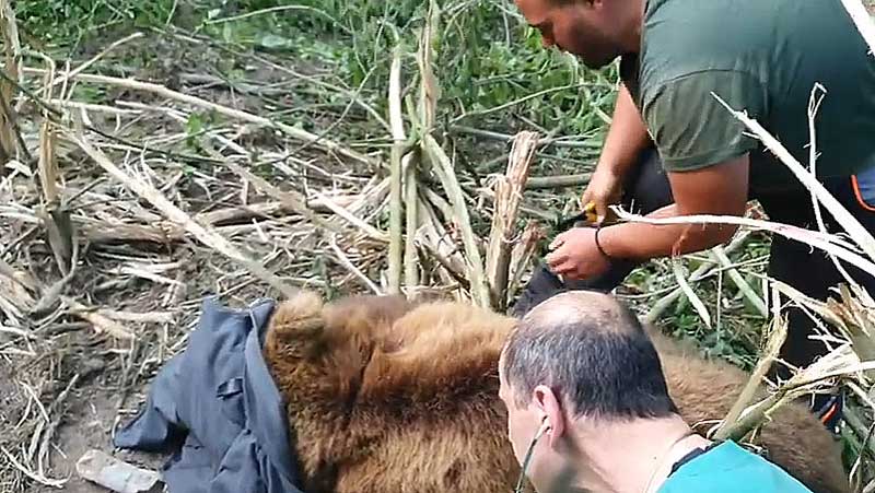 Η Αποκεντρωμένη Διοίκηση Ηπείρου-Δυτικής Μακεδονίας για την παγιδευμένη αρκούδα σε δασική περιοχή της Τ.Κ. Ροδίτη του Δήμου Σερβίων