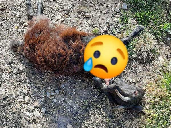 Γαλατινή: Επίθεση από αρκούδα σε στάβλο