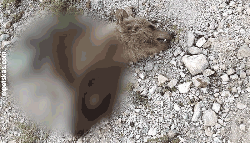 Καστοριά: Εντοπίστηκε νεκρό αρκουδάκι κομμένο στα δύο