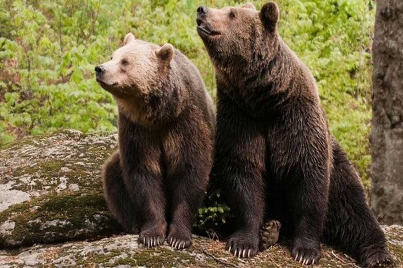 Κολοκυνθού: «Δύο αρκουδάκια σκαρφάλωσαν στον φράχτη μου»