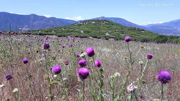 Περί αρωματικών φυτών και σπάνιων λουλουδιών της περιοχής των Καμβουνίων (φωτογραφίες)