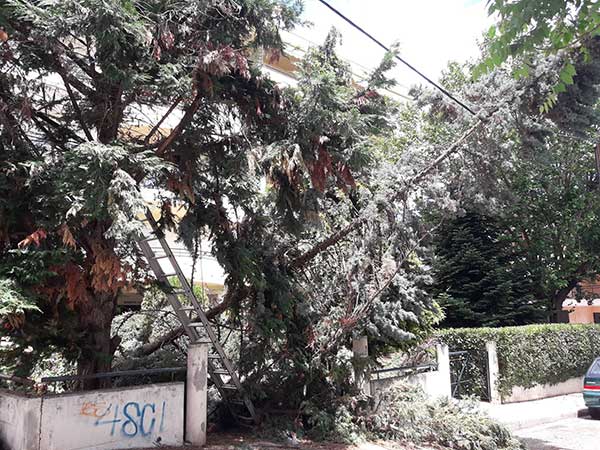 Τραυματισμός 65χρονου στην Κοζάνη μετά από κόψιμο δέντρου