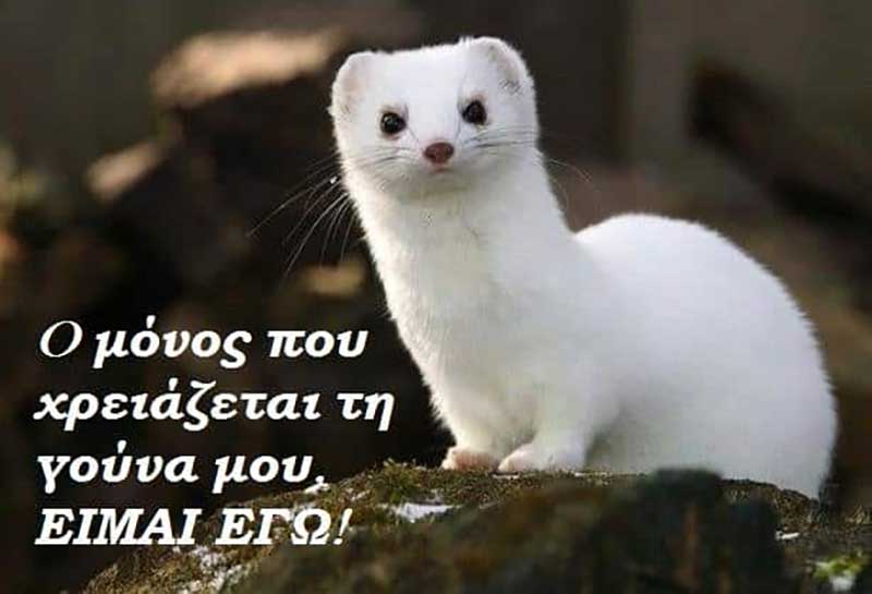 Πανελλαδική Φιλοζωική Περιβαλλοντική Ομοσπονδία: Τη νεκρανάσταση του κλάδου της γούνας με την επιδότηση-πρόκληση επιχειρεί η κυβέρνηση