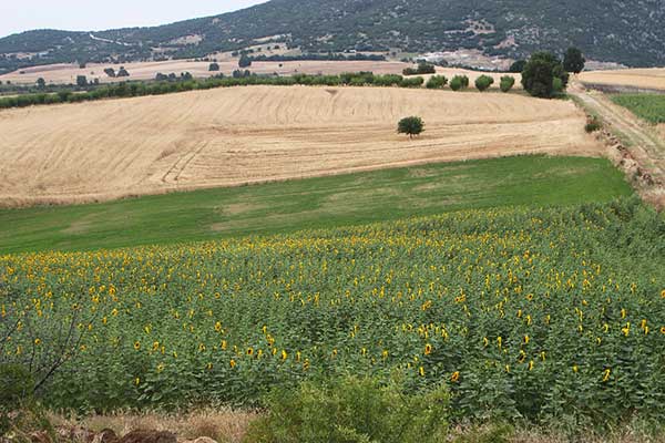 Καλλιέργεια ηλίανθου στο Τριγωνικό (φωτογραφίες)