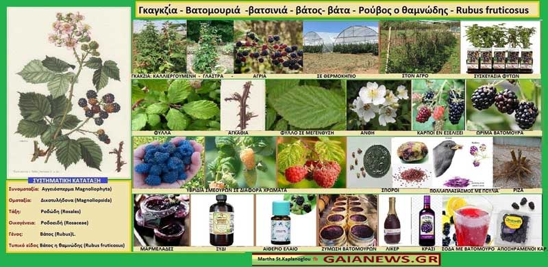 Γκαγκζία – Βατομουριά -βατσινιά – βάτος – βάτα – Ρούβος ο θαμνώδης – Rubus fruticosus- Φυτά από τους αγρούς και τις παλιές αυλές της Κοζάνης
