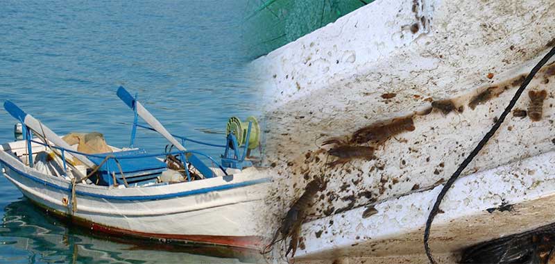 Ζημιά στην ιχθυοπανίδα της λίμνης Πολυφύτου – Μικρά καραβιδάκια τα θύματα της έλλειψης μέτρων προστασίας