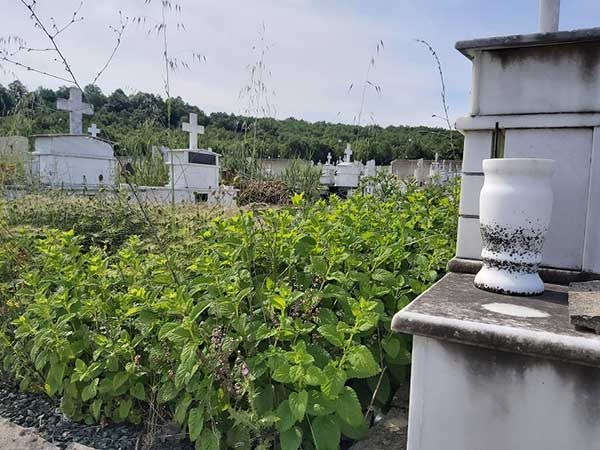 Έκκληση του Δήμου Γρεβενών για τον άμεσο καθαρισμό των μνημάτων στο Δημοτικό Κοιμητήριο