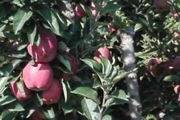 Γιώργος Αμανατίδης: Εγκρίθηκε το ποσό των 20 εκατ. ευρώ για χρηματοδότηση του προανθικού σταδίου σε κεράσια, μήλα και καρύδια και στο Νομό Κοζάνης
