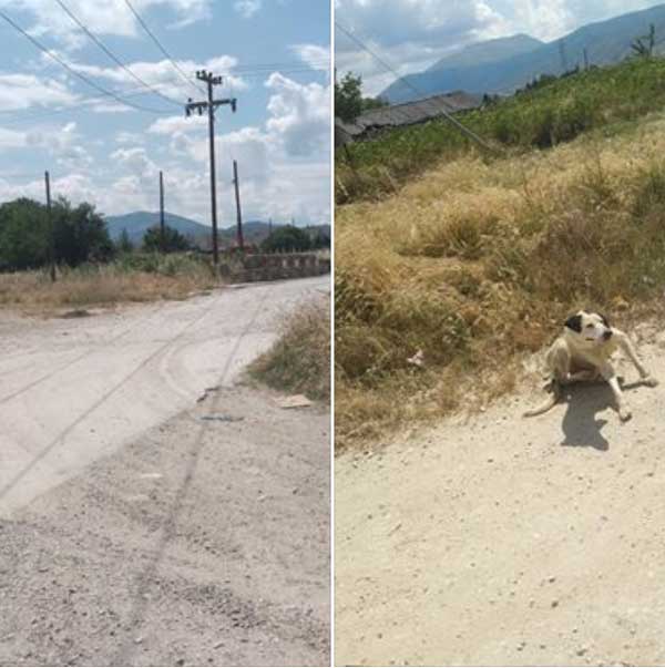 Επίθεση αδέσποτων σκύλων σε κατσικάκι
