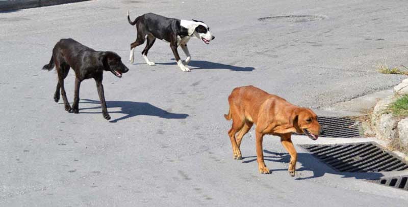 Καταγγελία αναγνώστη: Αυξάνονται τα αδέσποτα σκυλιά στα Αλωνάκια Κοζάνης με επιθετική συμπεριφορά – Επιτακτική ανάγκη για παρέμβαση των αρμόδιων φορέων